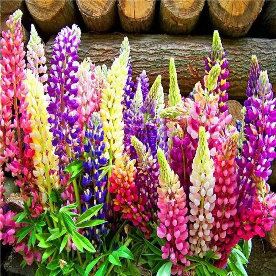 Sementes de flores - Ver 1