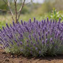 5000 Graines de Lavande, Fleurs Ornementales pour la Décoration de la Maison, du Jardin et du Balcon - Voir 4