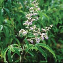 Seeds 10 Chastetree Seeds (Vitex Negundo) - Grow Purple Flowers - Variant1 - View 5