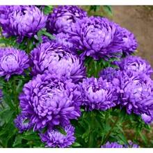 120 Graines de Chrysanthème, Fleurs Violet Clair - Voir 6
