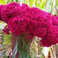 Flower Seeds - View 4