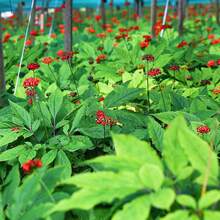 30 Graines de Panax Perennes pour la Plantation - Voir 2