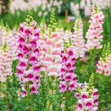 Flower Seeds - View 4
