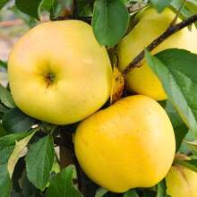 165 High Germination RateFruit Tree Seeds--Pcs Yellow Apple Trees Seeds-Non GMO-Easy To Plant - 165pcs - View 4