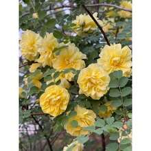 Flower Seeds - View 3