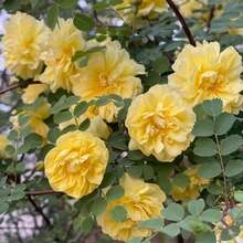 Flower Seeds - View 4