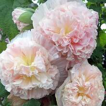 Flower Seeds - View 2