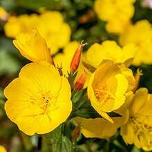 5000 graines d'Oenothera speciosa, une plante vivace utilisée pour la plantation de primevères. - Voir 2