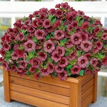 101 graines de glochidium - Graines de fleurs - Convient pour la plantation en extérieur - Voir 3