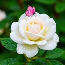 Flower Seeds - View 5