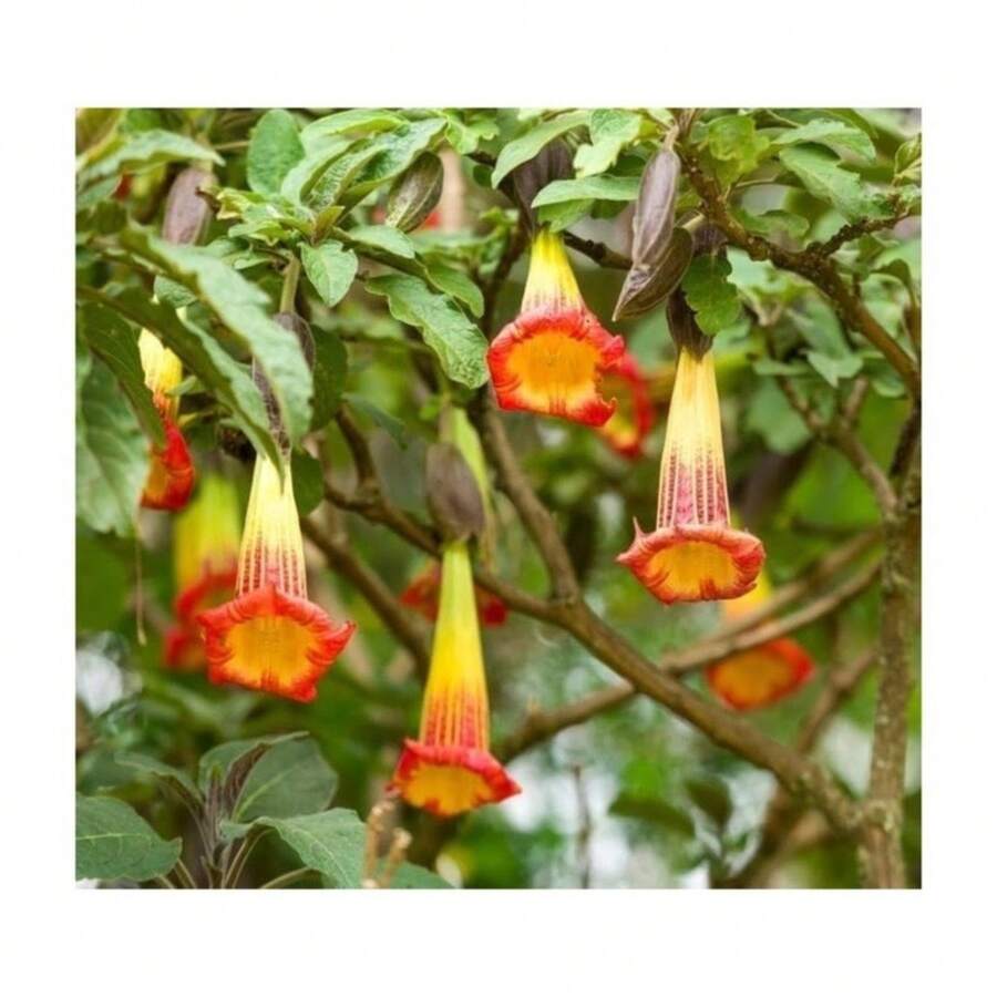 Flower Seeds - View 1