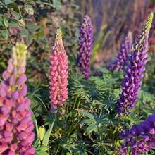 Flower Seeds - View 5