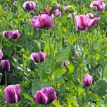 156Pcs Purple Wildflower Seeds - 156 piezas - Ver 5