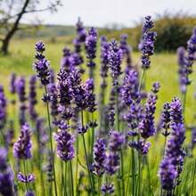 5000 Graines de Lavande, Fleurs Ornementales pour la Décoration de la Maison, du Jardin et du Balcon - Voir 2