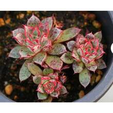 Flower Seeds - View 11