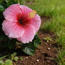 Flower Seeds - View 2