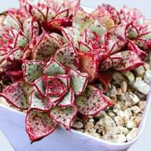Flower Seeds - View 10