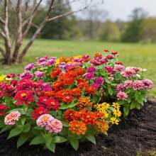 Flower Seeds - View 7