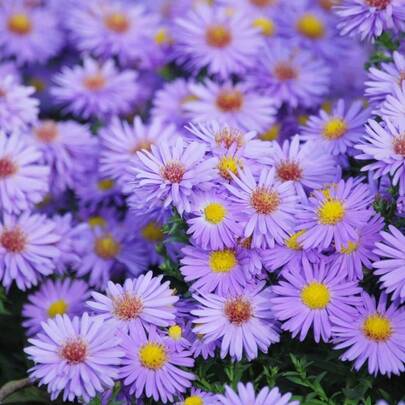 Flower Seeds