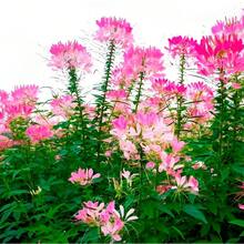 Sementes de flores - Ver 3