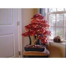 Japanese Maple Bonsai Tree Seeds, Tiny Tree Inside - Variante 1 - Ver 3
