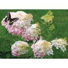 Flower Seeds - View 2