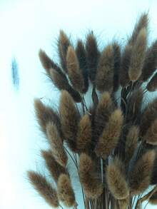 30~240pcs 17-Inch Multicolor Artificial Rabbit Tail Grass, Home Decor Artificial Rabbit Tail Grass Stems, Suitable For Bohemian Style Floral Arrangements, DIY Crafts, Home Kitchen And Wedding Decorations, Christmas Decorations - Coffee Brown - View 3