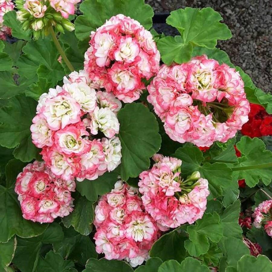 Semi di fiori - Visualizzare 1