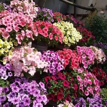 Flower Seeds - View 2