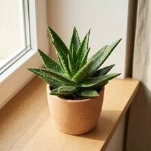 100 Graines d'Aloe Vera pour le Jardinage Domestique, Idéales pour la Plantation sur les Fenêtres et les Balcons - Voir 1