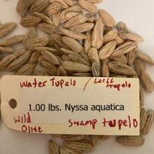 Seeds 1 Lb Wild Olive Tree Seeds (Nyssa Aquatica) - Swamp Tupelo - 10 Seeds - View 3