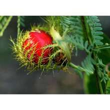 Plant Seeds - View 2