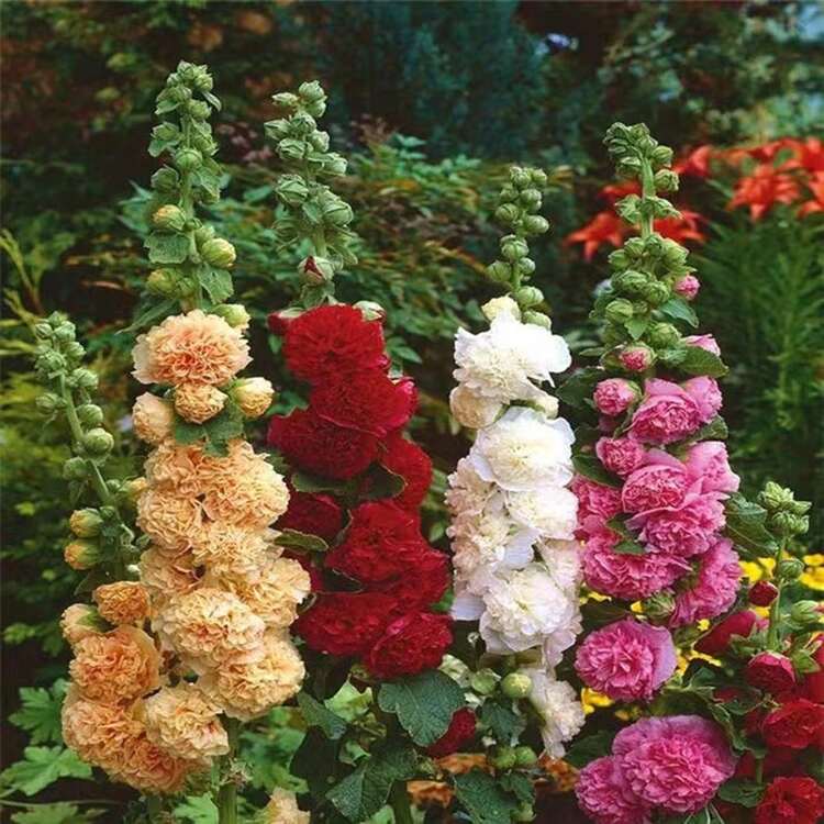 Flower Seeds - View 4