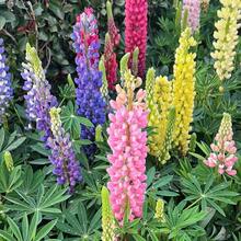 Flower Seeds - View 6