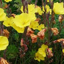 5000 graines d'Oenothera speciosa, une plante vivace utilisée pour la plantation de primevères. - Voir 7