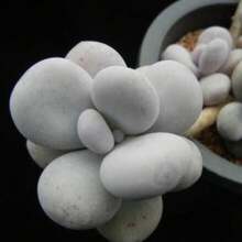 Seeds Pachyphytum Oviferum, Succulent, 10 Seeds - 變體1 - View 8