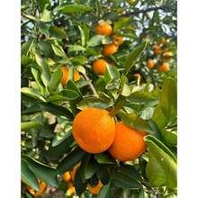 Plant Seeds - View 6