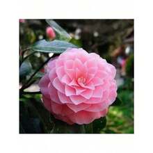 155Pcs Camellia Seeds - Christmas - Festive Flowers - Celebration Flowers - - 155pcs - View 3