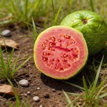 Graines de goyave 50 pièces de haute qualité pour la plantation à domicile, semis robustes, gestion facile, fruits frais naturels, jardin et balcon, fiable et pratique - Voir 1