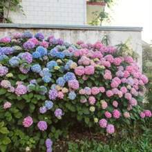342 Graines d'Hortensias Colorés, Idéales pour la Décoration de Jardins Intérieurs et Extérieurs - Voir 4