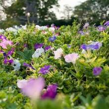 Sementes de flores - Ver 2