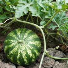 Graines de pastèque de qualité supérieure, 300 pièces, fruit frais et savoureux, idéal pour la plantation sur balcon, dans la cour ou le jardin. - Voir 3