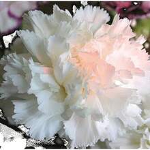 Plantera frön - Visa 4