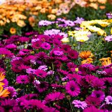 Flower Seeds - View 3