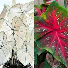 Seeds Caladium Marie Moir And Red Flash Bulbs.One Of Each.A Total Of 2. - 變體1 - 查看 6