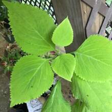 Flower Seeds - View 2