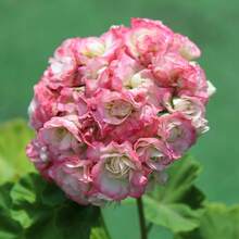 Graines de Géranium Zonal Pelargonium 'Appleblossom Rosebud' Plante Perenne Tendre Résistante à la Sécheresse pour Patio, Jardinière, Extérieur 110 Graines par YEGAOL Garden - Voir 2
