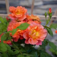 Semillas de plantas - Ver 3