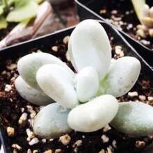 Seeds Pachyphytum Oviferum, Succulent, 10 Seeds - 變體1 - View 7