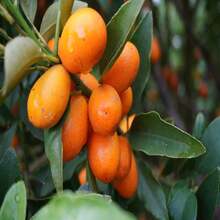 Flower Seeds - View 2